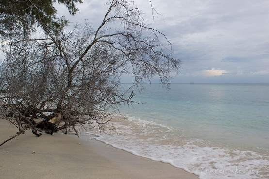 mangrove like beach