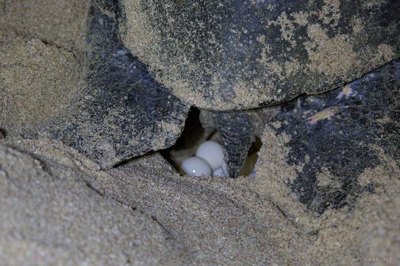 turtles nesting on the beach, oman