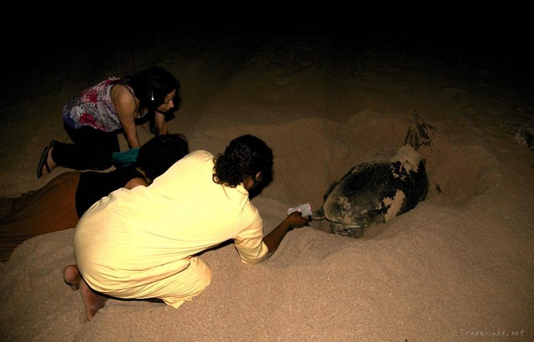 up close and personal with the sea turtles