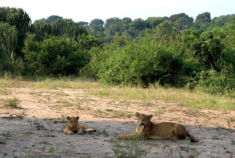 safari, Backpacking africa