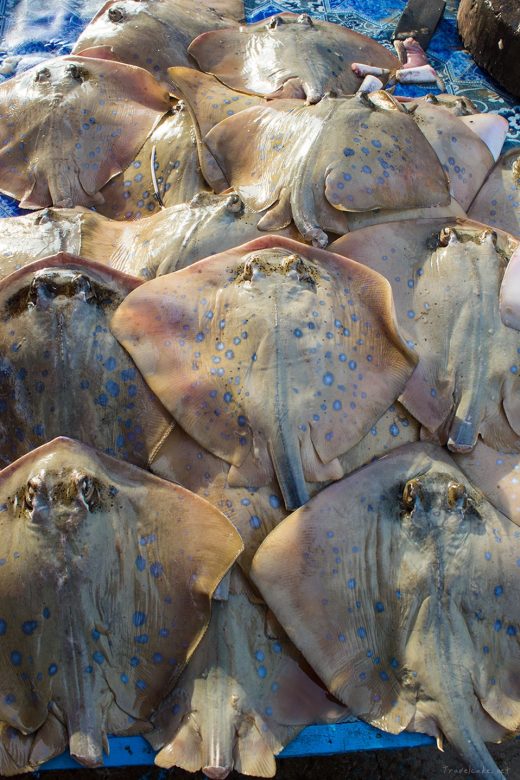 blue spotted stingray