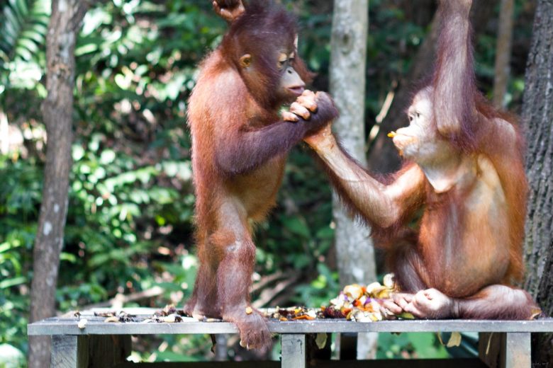 orangutan buddies
