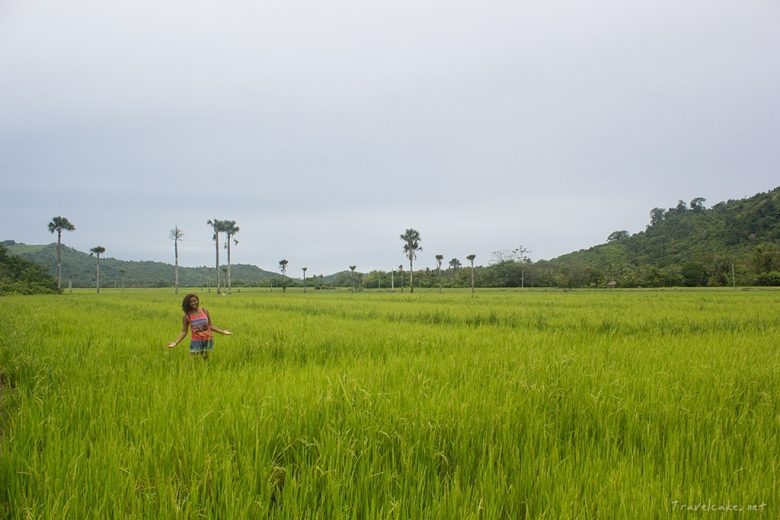 rice field, Palawan, Philippines