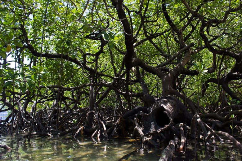 mangrove park, Palawan, Philippines
