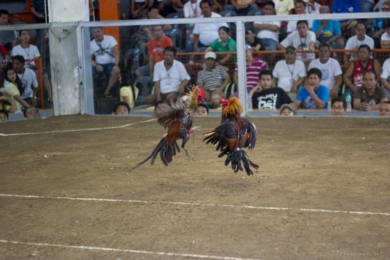 cockfighting Philippines