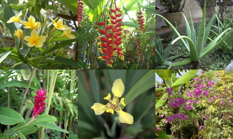 frangipani, buganvilia, aloe vera and orchids in the garden, Bali