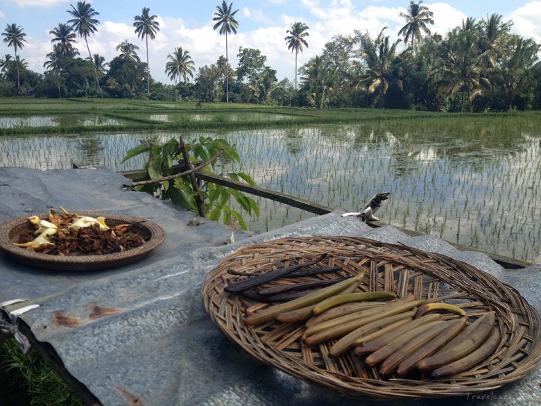 vanilla pods, Bali