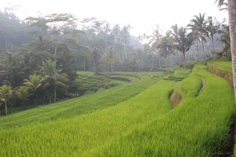 rice fields around Ubud