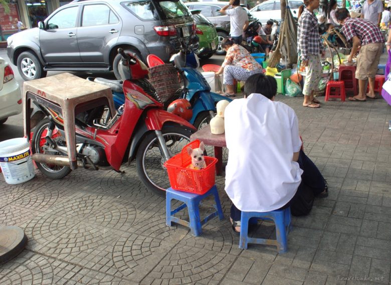 puppies love street food