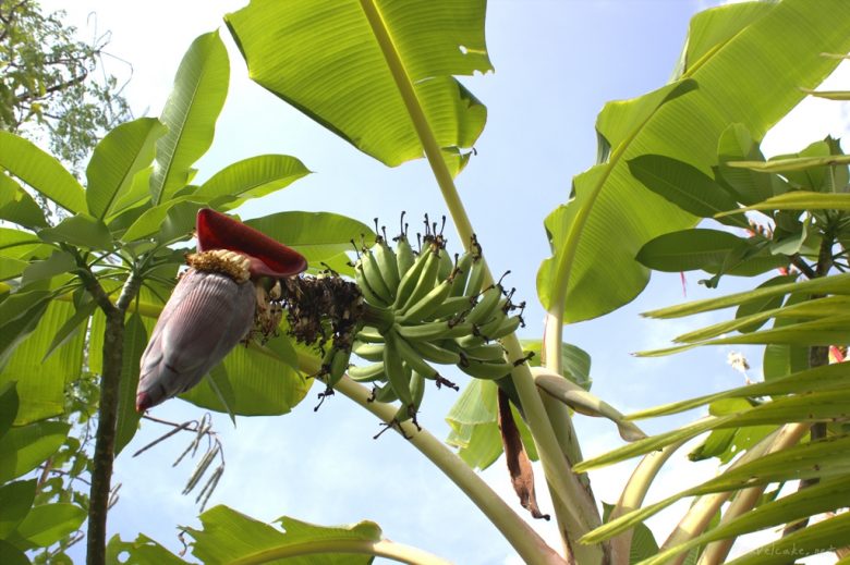 banana tree