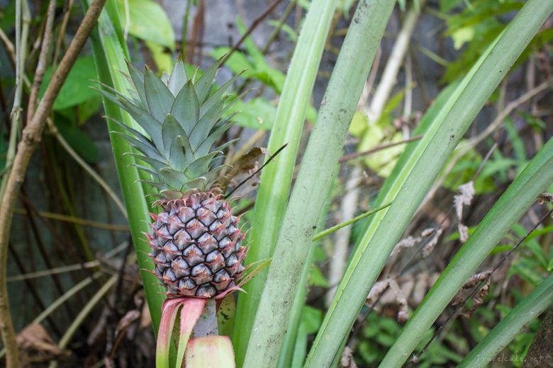 pineapple plant