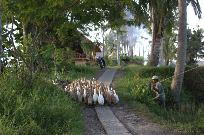 ducks Bali
