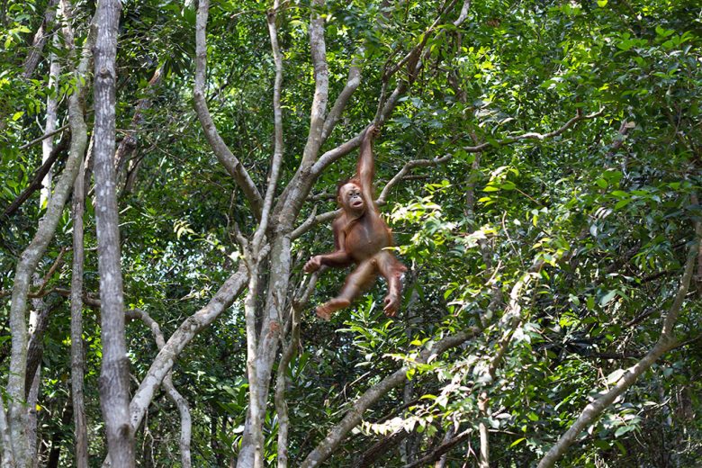 wild orang utang