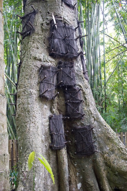 baby graves, Sulawesi