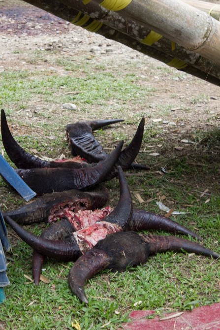 buffalo horns, sulawesi