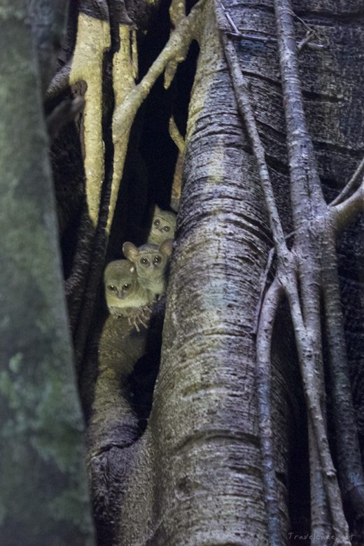 tarsier family, Sulawesi