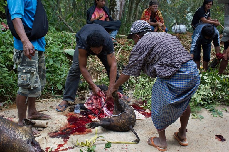 toraja funeral, Sulawesi