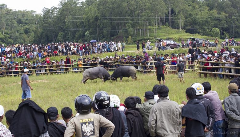 Tanah Toraja, Sulawesi, bull fight
