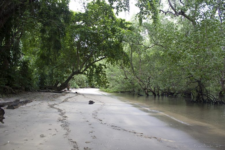 mangrove beach Bunaken, Sulawesi