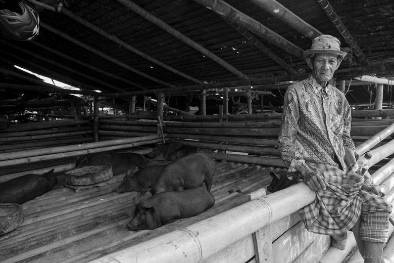 farmer pigs, Sulawesi