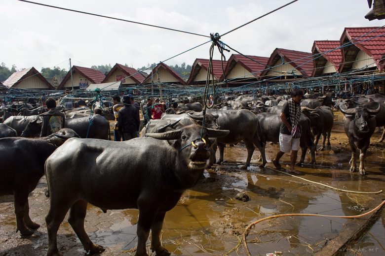 buffalo market, Sulawesi