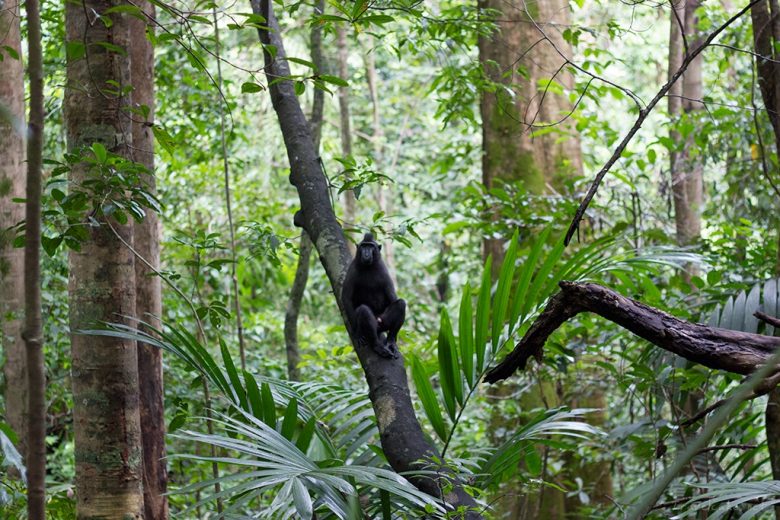 macaque, Sulawesi