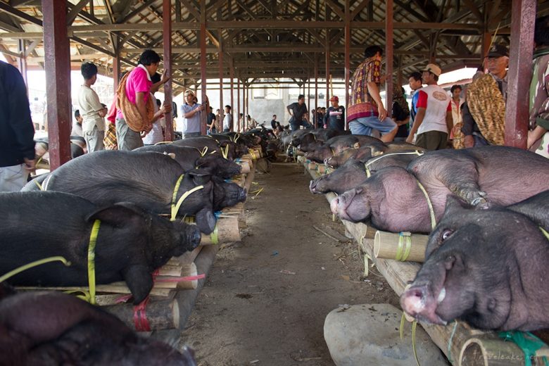 pigs market, Sulawesi