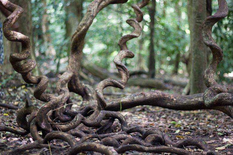curly tree roots, Sulawesi