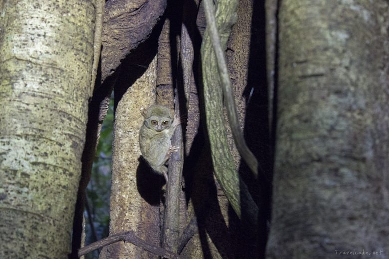 tarsier back in his sleeping tree