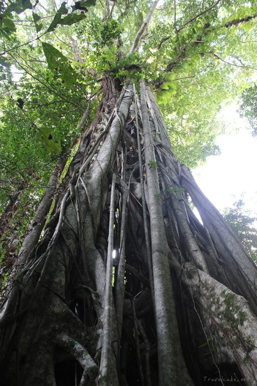 2000 year old tree, Sulawesi