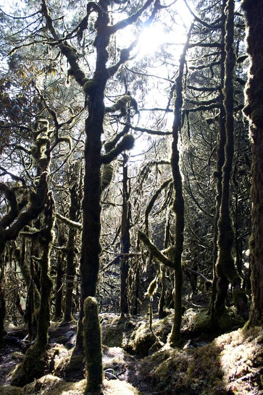 enchanted forest, Nepal