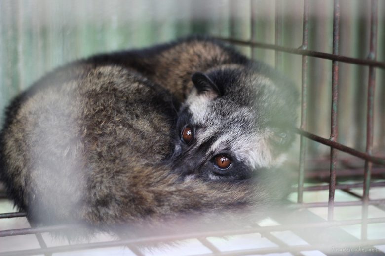 coffee eating civet, sadly encaged as a show piece for tourists