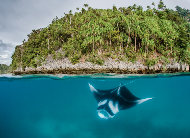 snorkelling with manta's. photo by Shawn Heinrichs