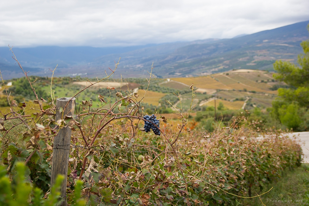 Wine Tasting in Corinth, Greece