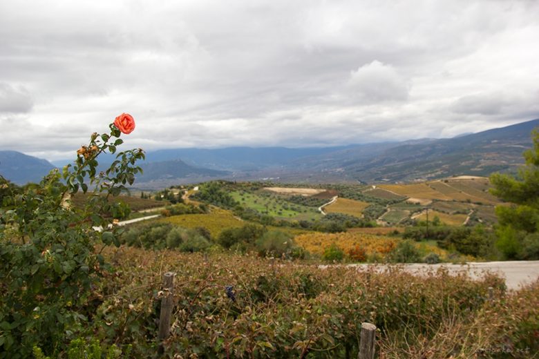 CORITH GREECE wine tasting vineyards Seméli