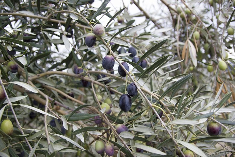 OLIVES CORITH GREECE