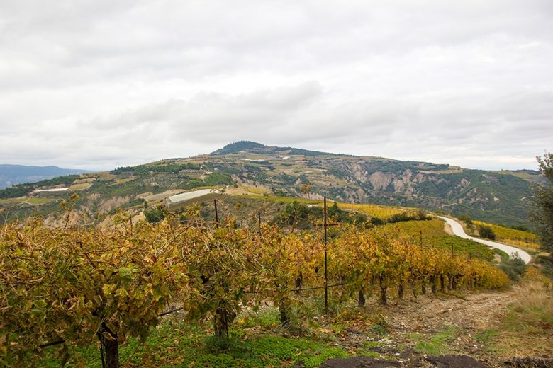 CORITH GREECE wine tasting vineyards Seméli