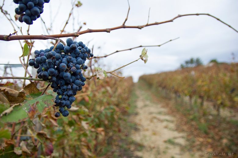 CORITH GREECE wine tasting vineyards Seméli