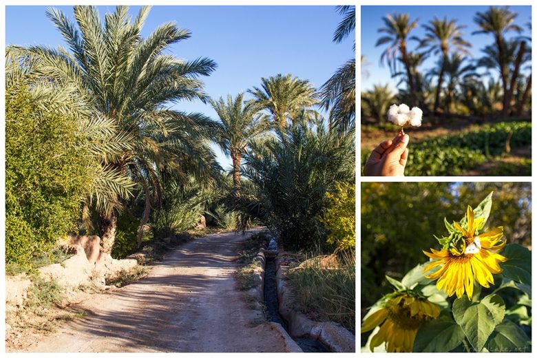 Garmeh, desert oasis, Iran