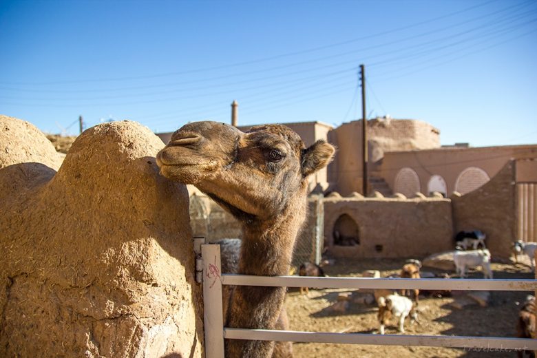 Garmeh, desert oasis, Iran