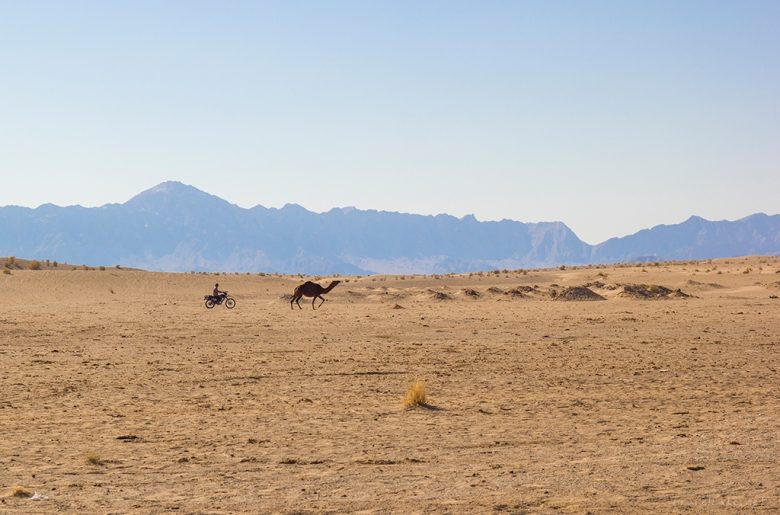 chasing the rebellious camel that got away from the pack