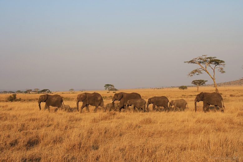 Serengeti, Tanzania, African elephants