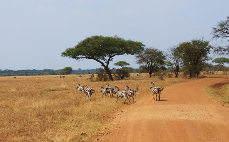 Serengeti, Tanzania, African zebras