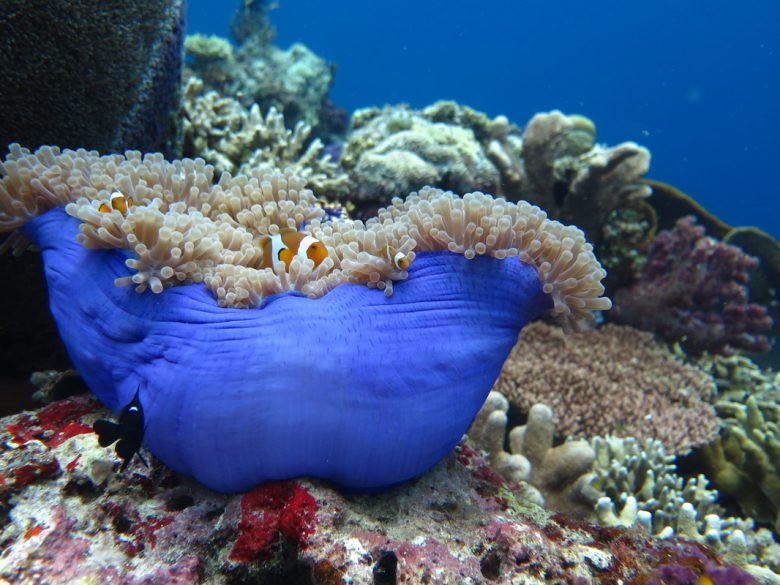 Una Una, scuba Sulawesi, Indonesia