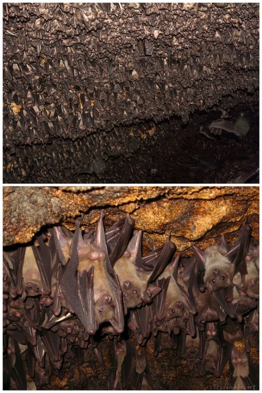 bat cave, uganda