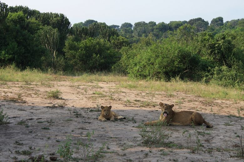 lions Queen Elisabeth National Park, uganda
