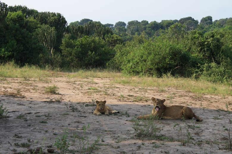 lions Queen Elisabeth National Park