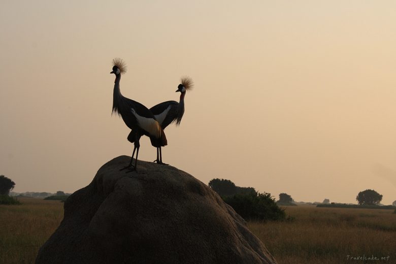 crown bird, Uganda, Queen Elisabeth National park