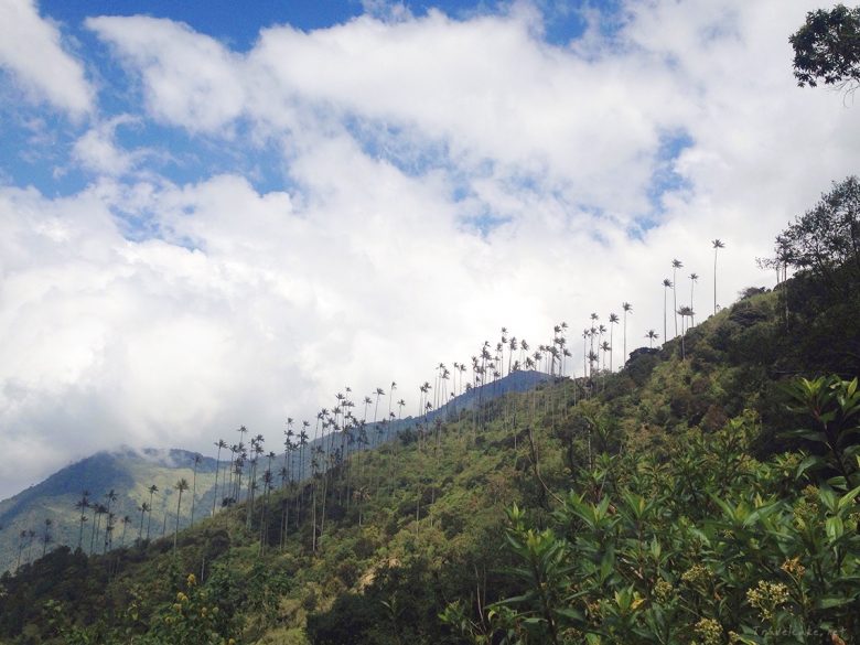 Cocora VAlley, Colombia