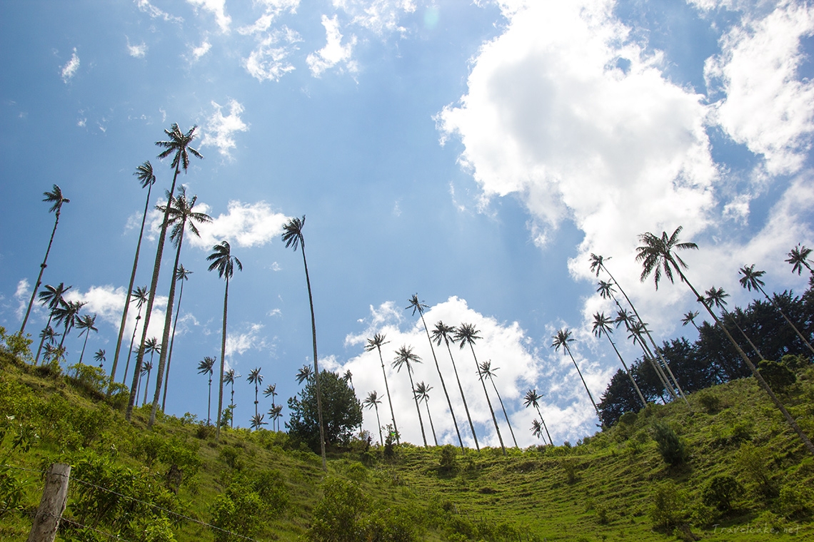 Hiking the Cocora Valley in Colombia